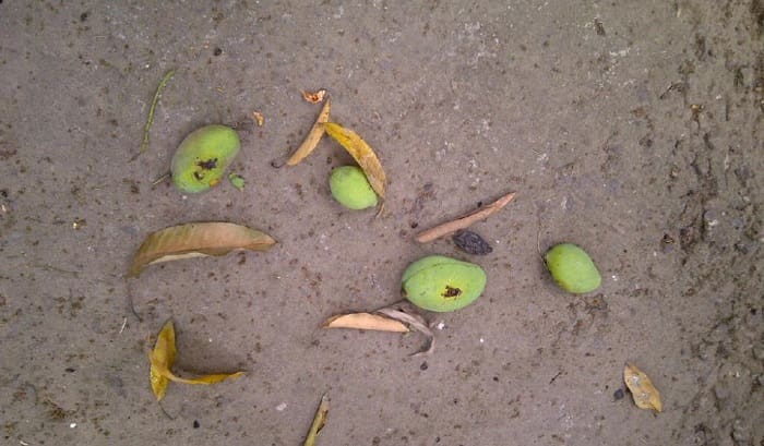 Bergembiralah Ketika Tanamanmu Dirusak, Kok? 1 Ilustrasi. Foto: Keluarga ransel