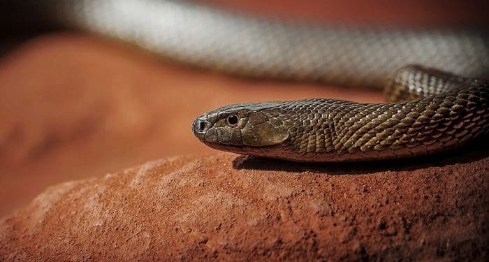 Ada yang Mampu Bunuh Manusia dalam Hitungan Menit, Ini 6 Ular Berbisa Paling Mematikan di Dunia 6 Ada yang Mampu Bunuh Manusia dalam Hitungan Menit, Ini 6 Ular Berbisa Paling Mematikan di Dunia 5
