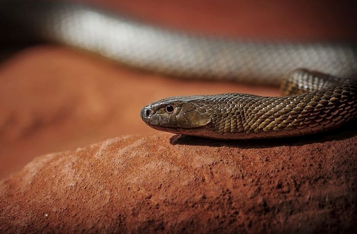 Ada yang Mampu Bunuh Manusia dalam Hitungan Menit, Ini 6 Ular Berbisa Paling Mematikan di Dunia 1 Ular Taipan Pedalaman. Foto: Live Science