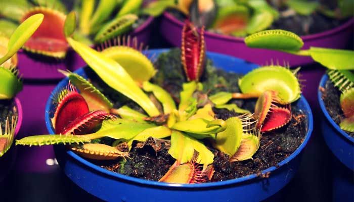 Inilah 10 Tanaman Unik yang Ada di Dunia 1 Foto: Unsplash