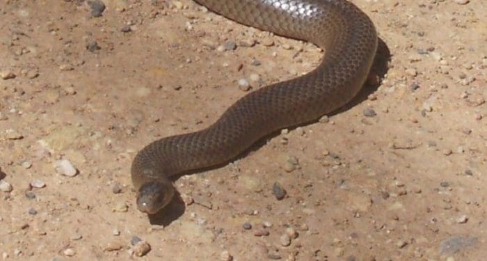 Ada yang Mampu Bunuh Manusia dalam Hitungan Menit, Ini 6 Ular Berbisa Paling Mematikan di Dunia 5 Ada yang Mampu Bunuh Manusia dalam Hitungan Menit, Ini 6 Ular Berbisa Paling Mematikan di Dunia 4