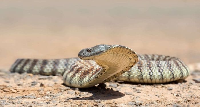 Ada yang Mampu Bunuh Manusia dalam Hitungan Menit, Ini 6 Ular Berbisa Paling Mematikan di Dunia 4 Ada yang Mampu Bunuh Manusia dalam Hitungan Menit, Ini 6 Ular Berbisa Paling Mematikan di Dunia 3