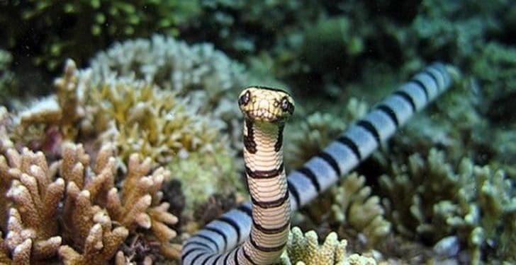 Ada yang Mampu Bunuh Manusia dalam Hitungan Menit, Ini 6 Ular Berbisa Paling Mematikan di Dunia 7 Ada yang Mampu Bunuh Manusia dalam Hitungan Menit, Ini 6 Ular Berbisa Paling Mematikan di Dunia 6