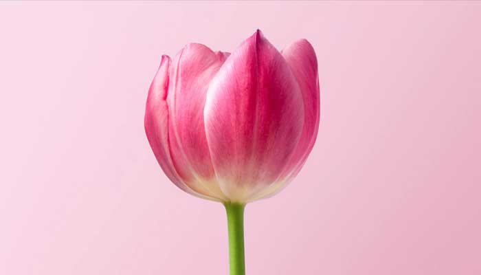 Kesabaran Sarah, Istri Nabi Ibrahim 1 Foto: Unsplash