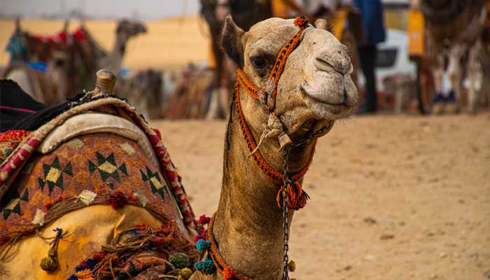 Jilbab Punuk Unta, Apa Kriterianya? 3 Jilbab Punuk Unta,