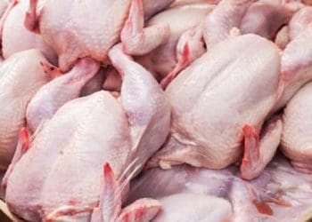 ayam kam