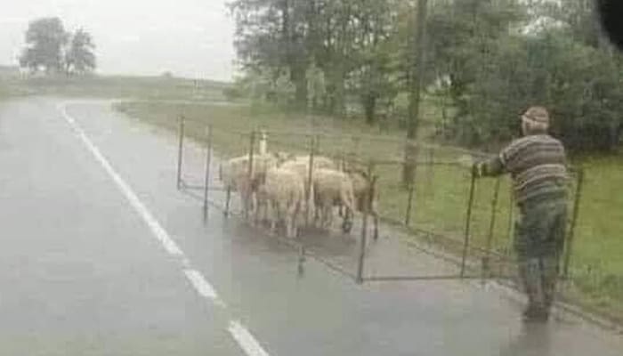 Bapak Tua dan Domba-dombanya 1 Foto: Istimewa