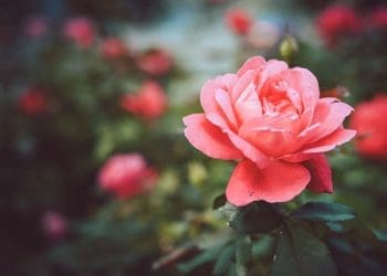 Kedudukan Perempuan Sebelum Datangnya Islam, Nama Istri Nabi Muhammad, Wanita Ini Boleh Tidak Mengenakan Jilbab, Zina, Perkara yang Bisa Menyeret Wanita ke Neraka, Ketentuan Ibadah Wanita Istihadhah