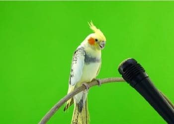 Ilustrasi. Foto: 
Shutterstock