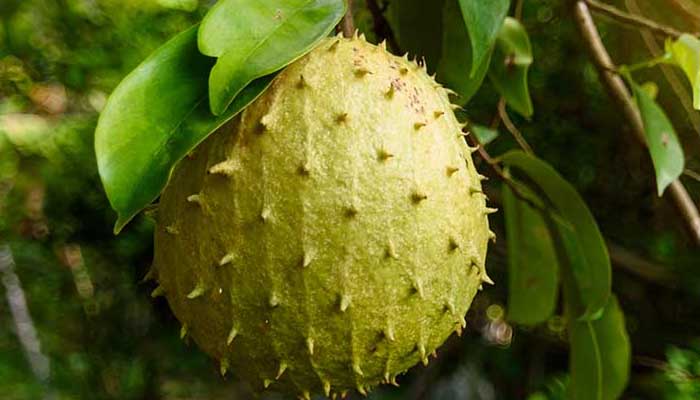 7 Manfaat Daun Sirsak untuk Kesehatan 1 Foto: Unsplash