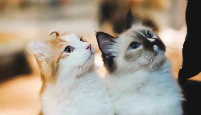 Pandangan Islam soal Keluarkan Biaya untuk Kucing, dan 5 Cara Merawat Kucing 4 Biaya untuk Kucing