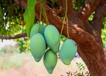 Ilustrasi mangga. Foto: Pikiran Rakyat