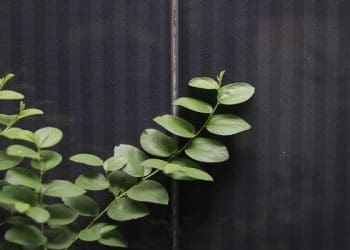 Ilustrasi. Foto: 
Okadoc