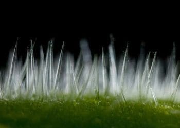 Duri seperti jarum pada daun Gympie-Gympie. Foto: Natgeo