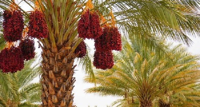 4 Orang yang Dilaknat Allah Menurut Ali bin Abi Thalib 5 kebun