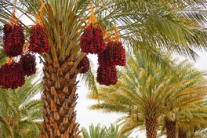 Ketika Abu Thalhah Wakafkan Kebun yang Dicintainya 1 kebun