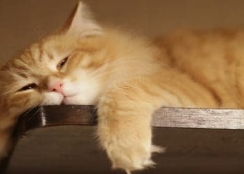 hukum menangisi kucing