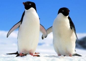 Ilustrasi. Foto: 
No Straight News