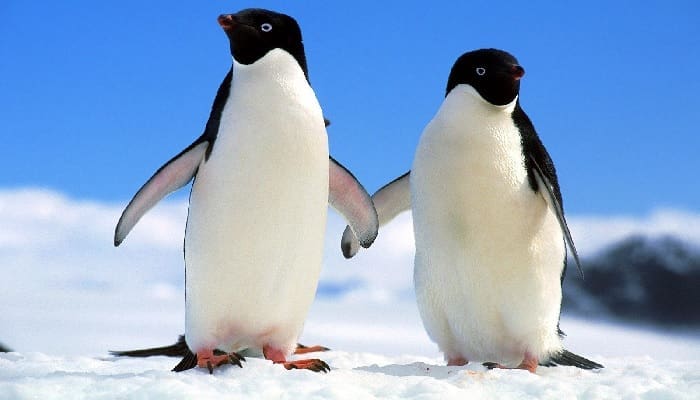 Mencintai seperti Penguin 1 Ilustrasi. Foto:
No Straight News