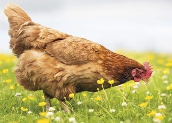 Ilustrasi. Foto: 
spectator.us