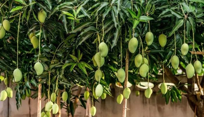 Hukum Mengambil Buah di Pinggir Jalan 1 Ilustrasi Foto:
Dekoruma