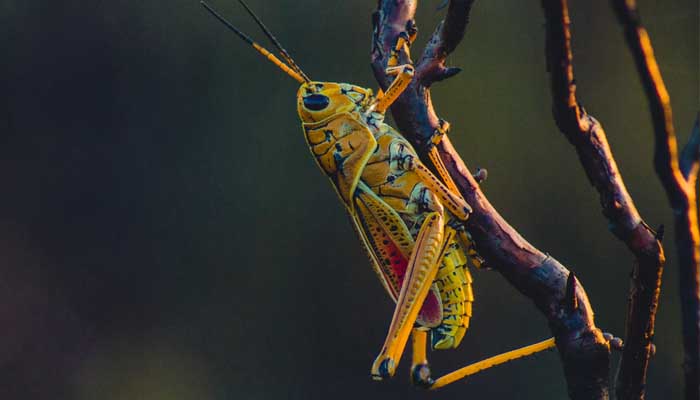 Ikhtilaf Ulama tentang Halalnya Belalang 1 Foto: Unsplash