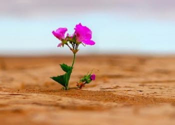 wanita beriman di masa firaun, bunga Ilustrasi Saudah binti Zam'ah