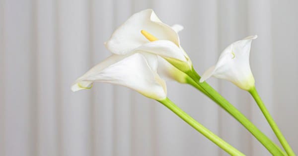 Harta Banyak tapi Cepat Habis 1 Harta Banyak tapi Cepat Habis 1 Harta