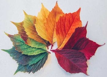 Foto: Unsplash