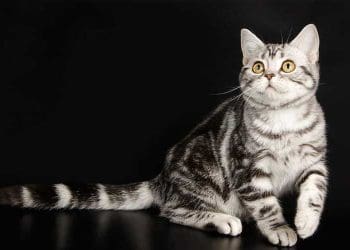 Foto: FaniCat