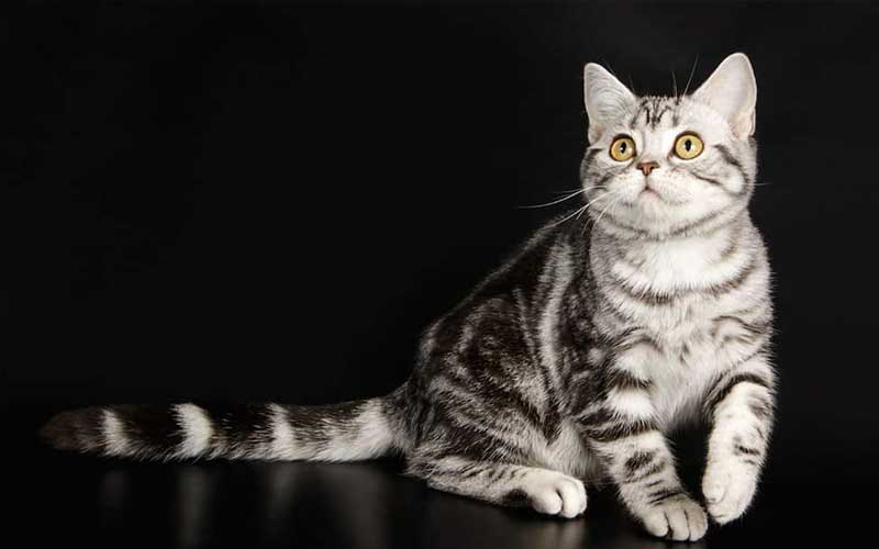 8 Jenis Kucing Lucu 3 jenis kucing lucu