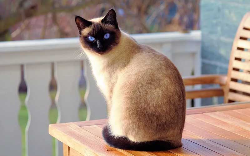 8 Jenis Kucing Lucu 2 jenis kucing lucu