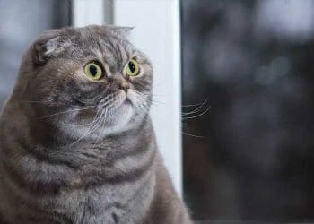 biaya untuk kucing, sterilisasi hewan, kucing