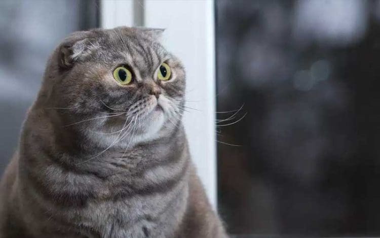biaya untuk kucing, sterilisasi hewan, kucing