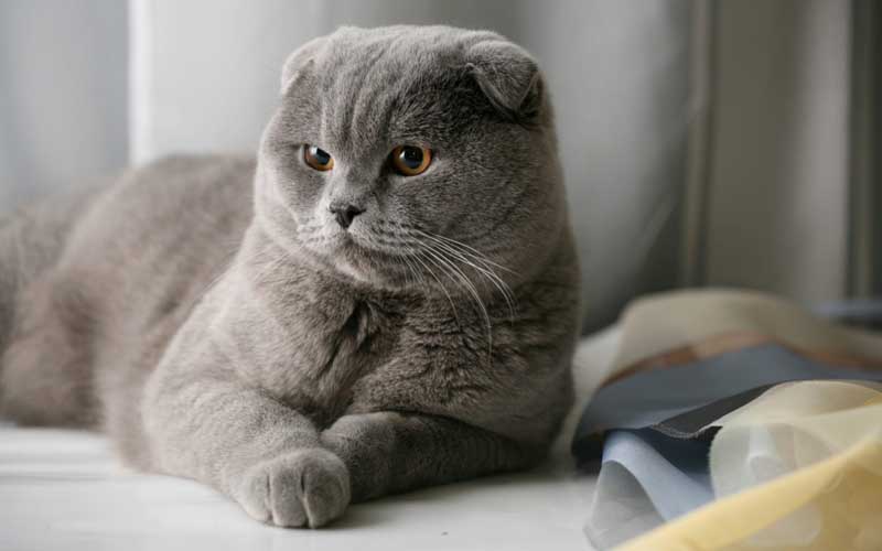 8 Jenis Kucing Lucu 4 jenis kucing lucu