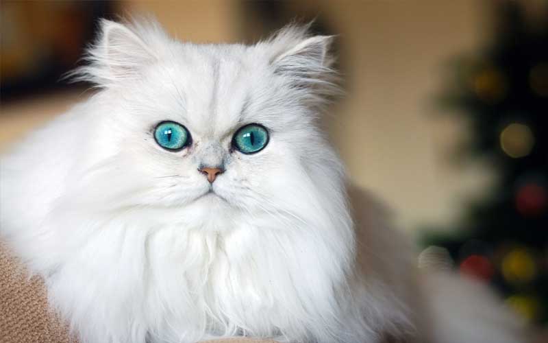Pandangan Islam soal Keluarkan Biaya untuk Kucing, dan 5 Cara Merawat Kucing 2 Biaya untuk Kucing
