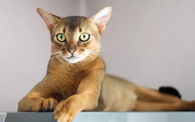 8 Jenis Kucing Lucu 6 jenis kucing lucu