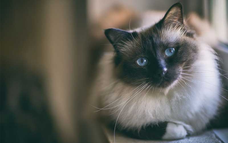 8 Jenis Kucing Lucu 7 jenis kucing lucu