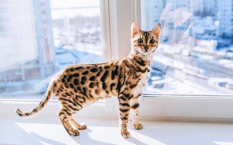 8 Jenis Kucing Lucu 8 jenis kucing lucu