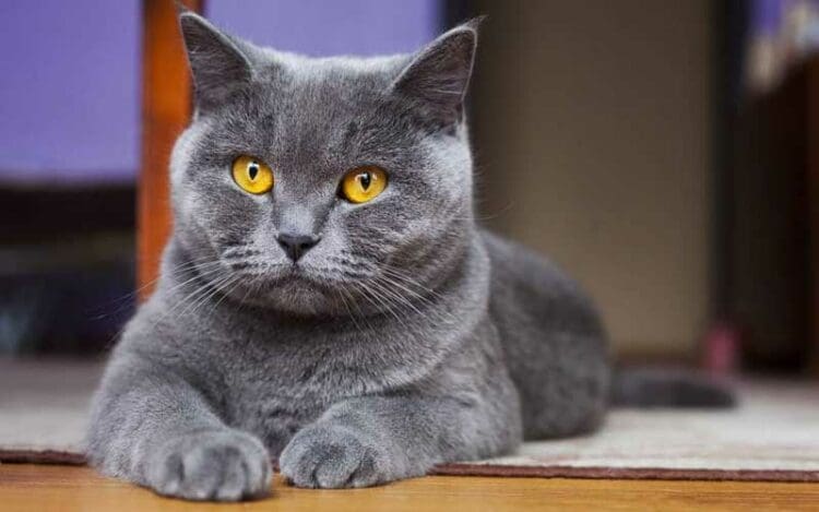 hewan peliharaan, kucing, bulu kucing