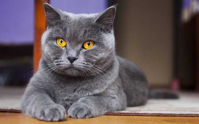 8 Jenis Kucing Lucu 9 jenis kucing lucu