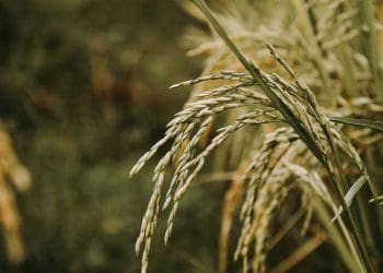 Kapan Batas Akhir Zakat Fitrah?. Foto Unsplash