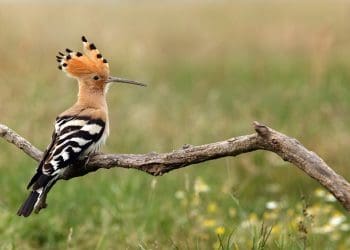 Ilustrasi burung hud-hud