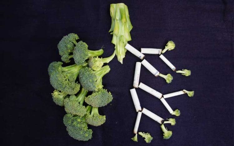 Ilustrasi Paru-Paru. Foto: Unsplash