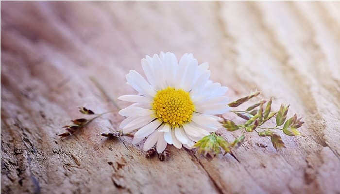 Kisah Laila Al-Ghifariyah, Sahabiyah yang Jadi Perawat Cilik 1 ciri-ciri husnul khotimah, Laila Al-Ghifariyah, bunga putih kuning ilustrasi Aisyah istri nabi