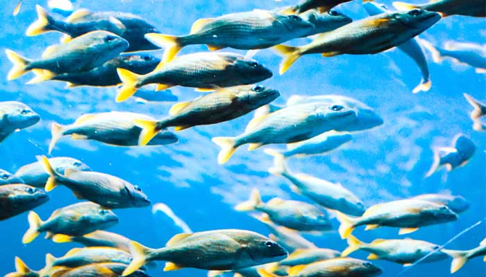 9 Fakta Laut Indonesia; Dari Produsen Ikan hingga Penyumbang Sampah 2 fakta laut indonesia