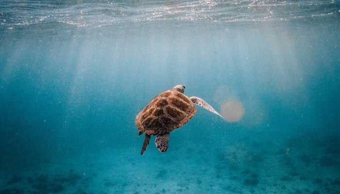 9 Fakta Laut Indonesia; Dari Produsen Ikan hingga Penyumbang Sampah 8 fakta laut indonesia