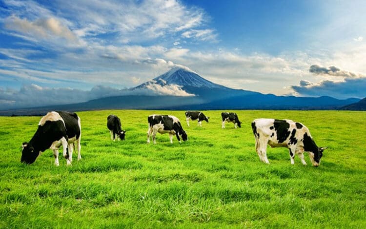 Doa dan Sapi yang Terjerambab ke Dalam Lubang 1 Cara Islam Sembelih Sapi Doa , Qurban