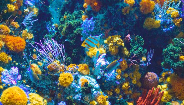 9 Fakta Laut Indonesia; Dari Produsen Ikan hingga Penyumbang Sampah 3 fakta laut indonesia