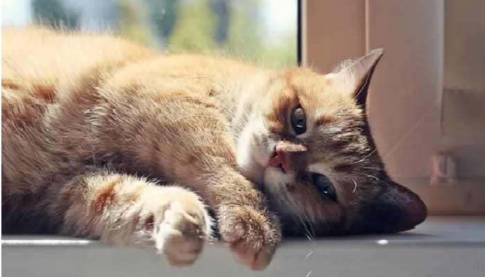 Hukum Menyakiti Binatang 2 hukum menyakiti binatang kucing